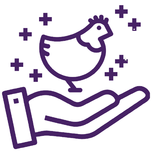 Chickens raised with care icon
